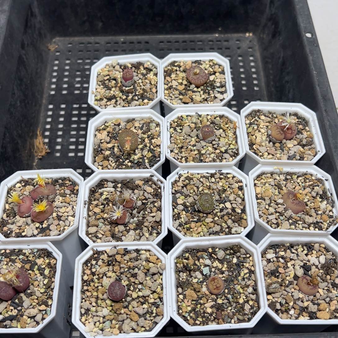 【闪购商品】清**鱼722……