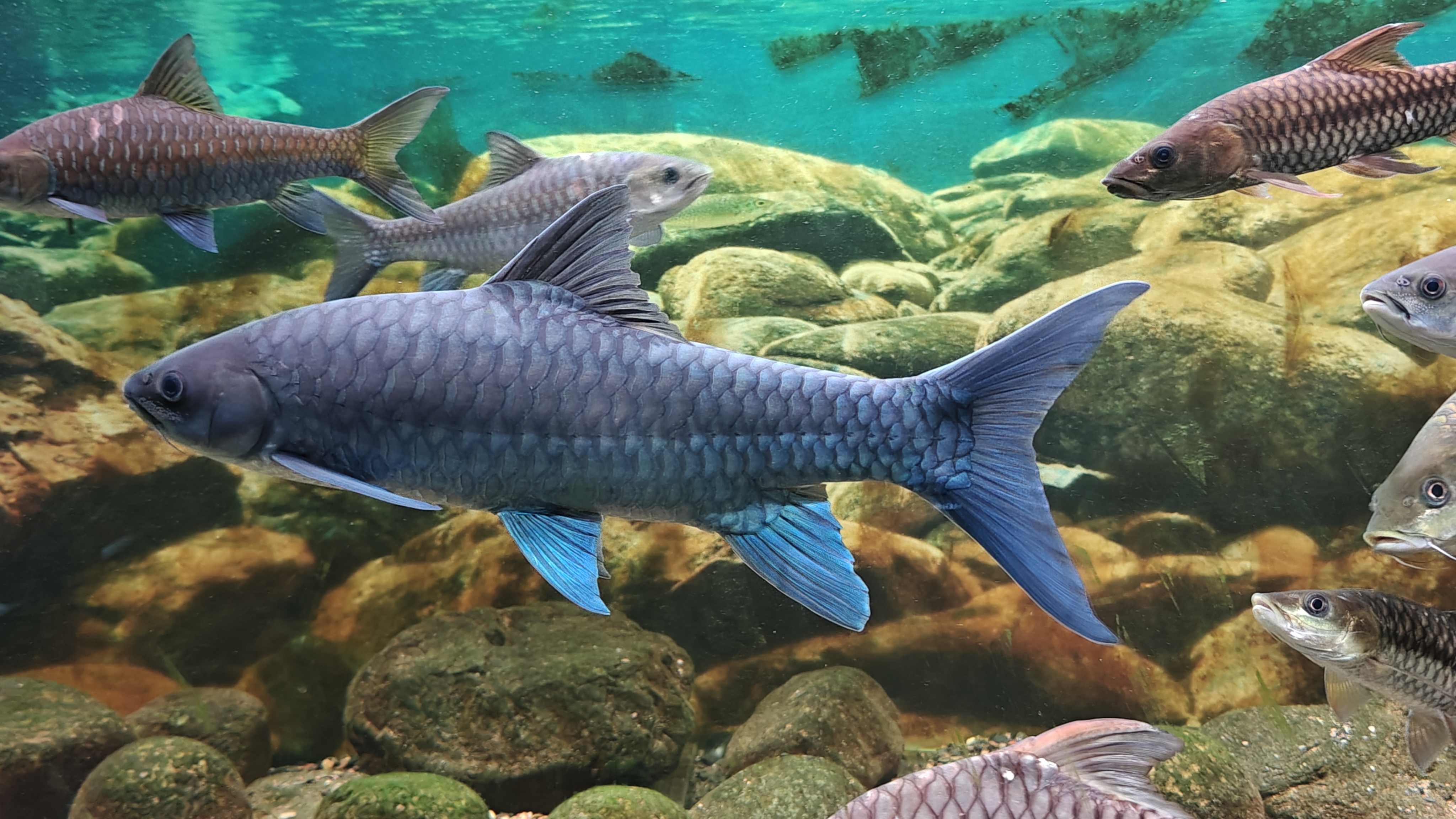 精品鱼活体原生观赏冷水鱼发光变色耐活好养包邮