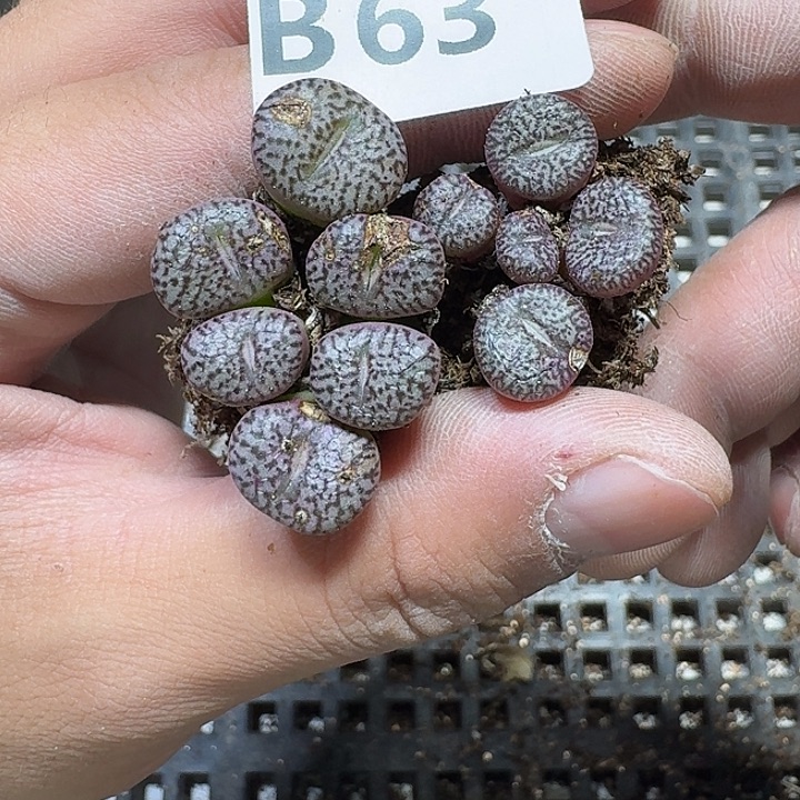 63多肉植物多肉植物