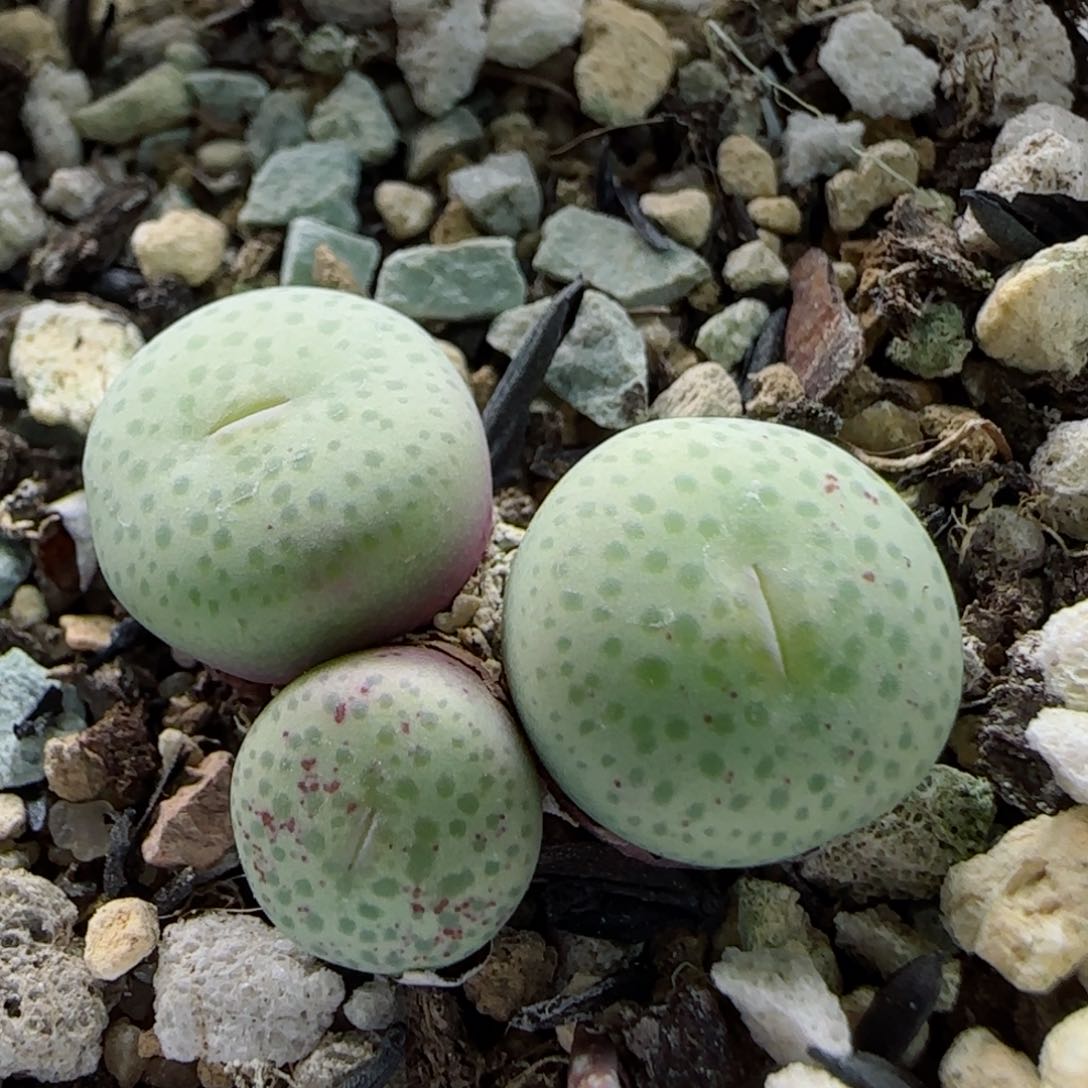 2-4-4-5全场8.8折满58包邮精品奶油脱土