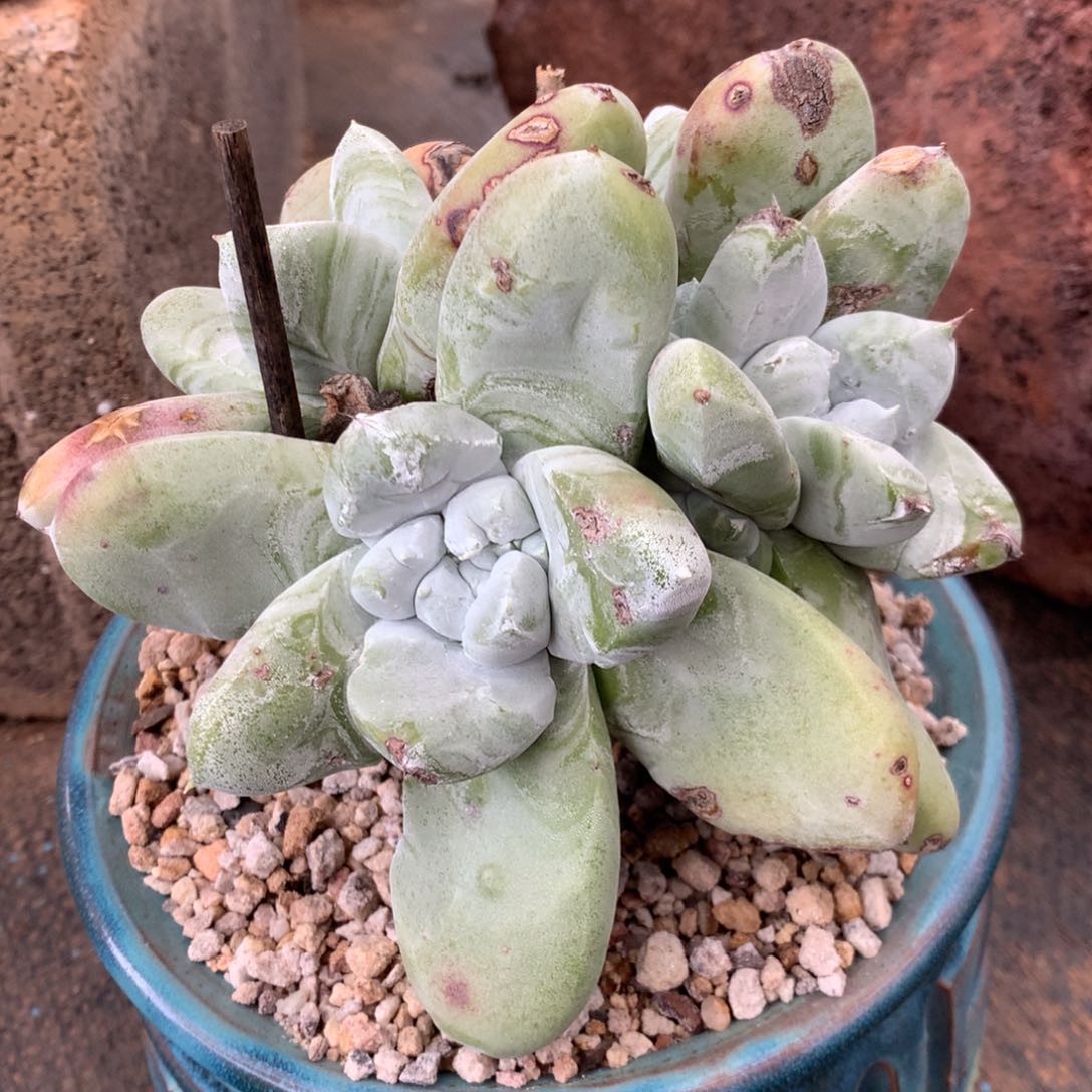 拇指，2月8日发货