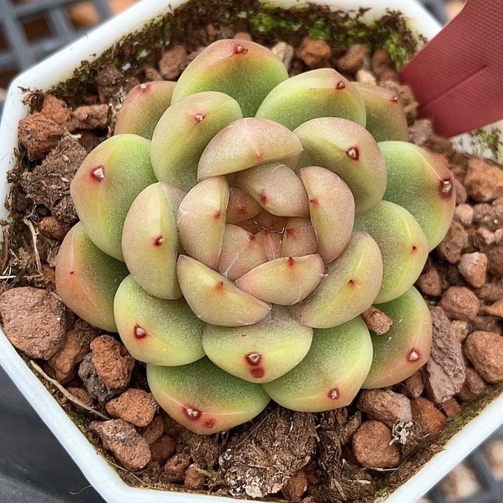 多肉植物莱拉珍妮29