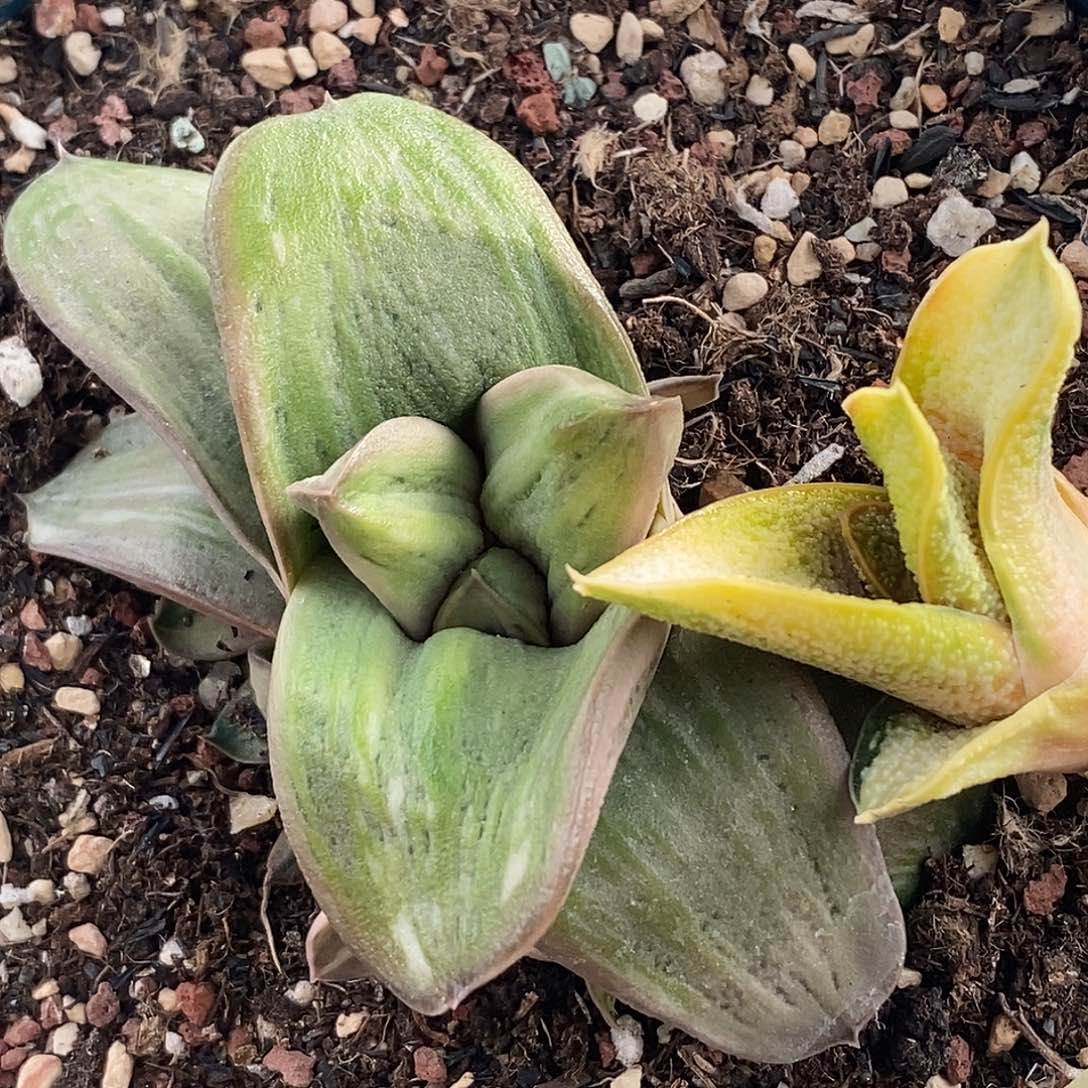 花***友不带盆脱土裸根发货不带侧芽