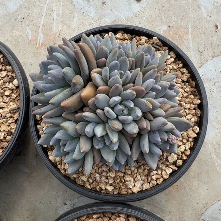 黑加仑 紫丽殿 群生 一物一拍