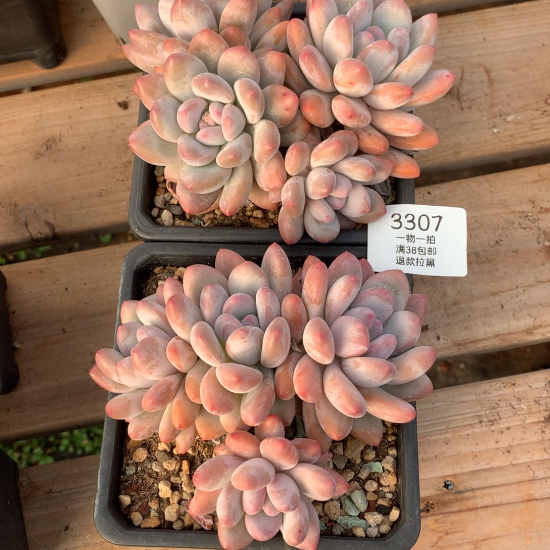 13厘米四头香水两颗3307