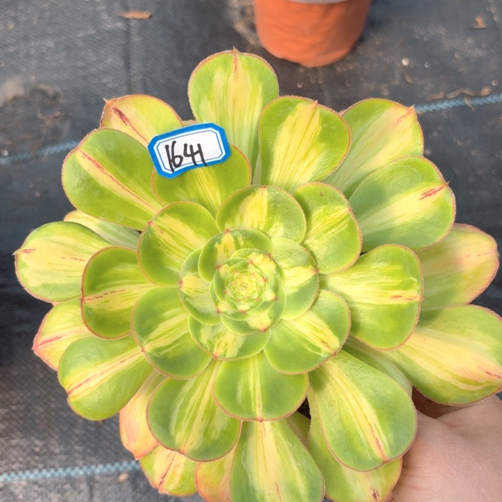 暴君1641法师多肉满20包邮