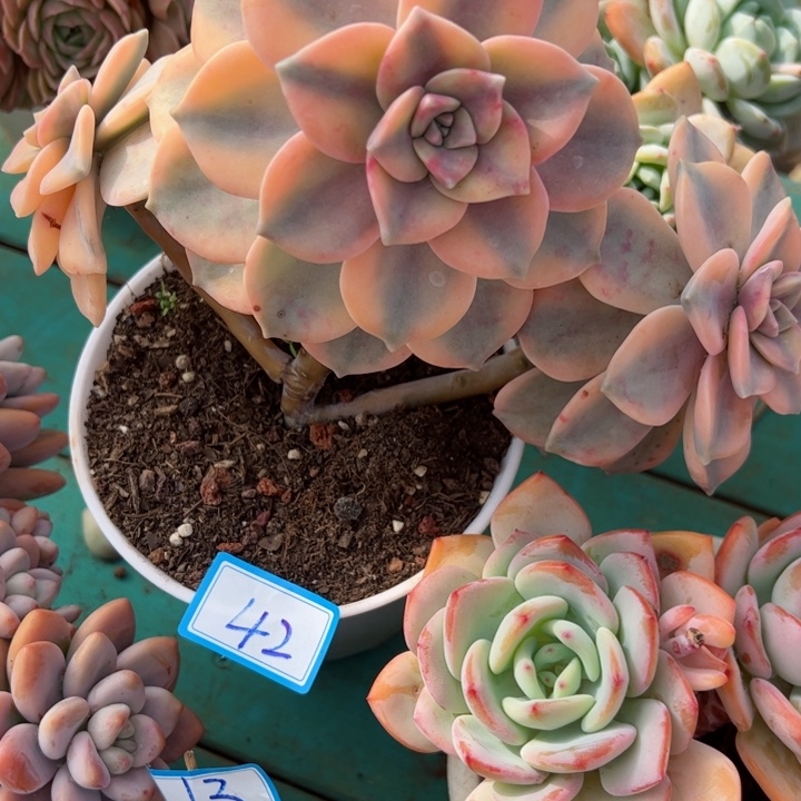 42紫乐锦平平安安健健康康