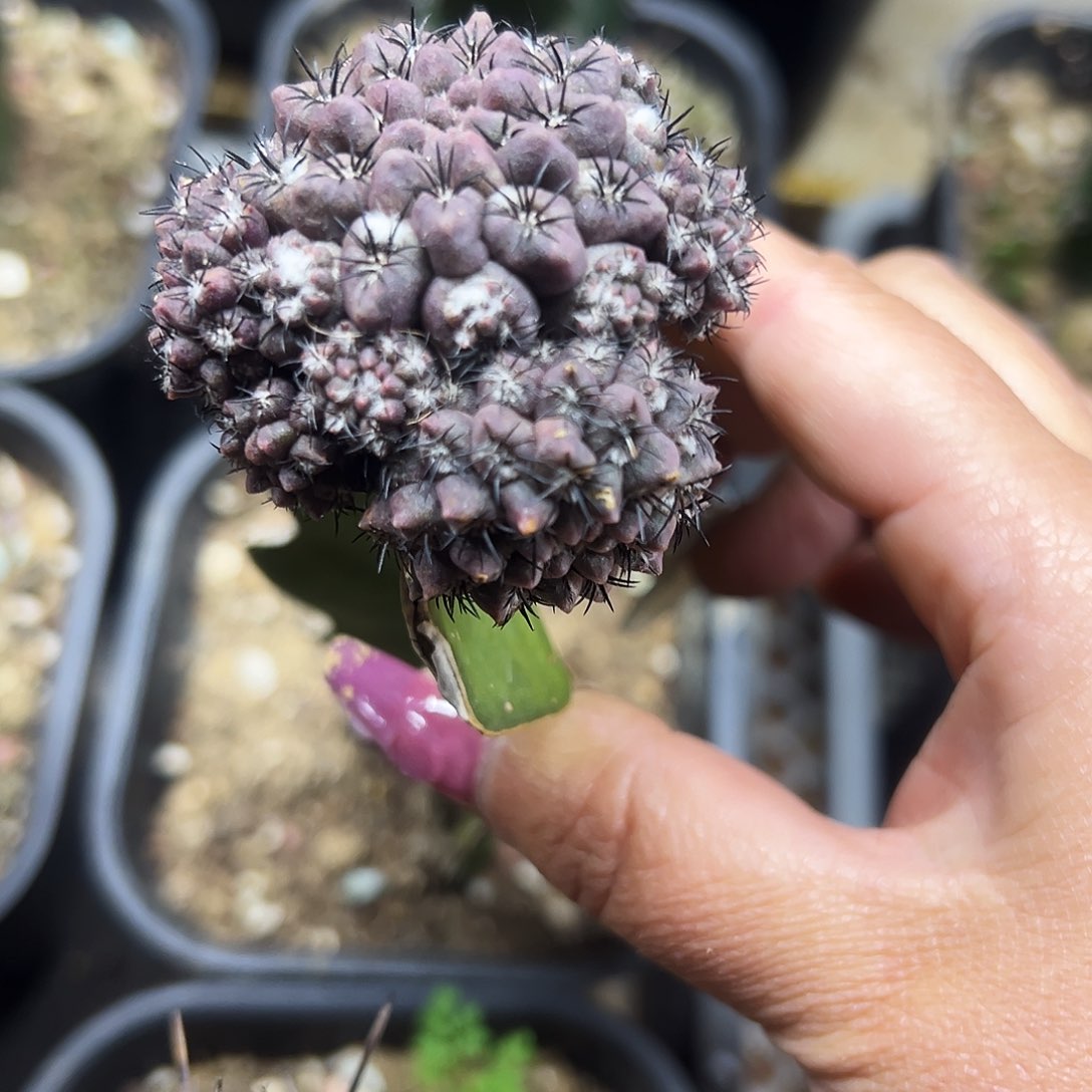 雾之城仙人球11111111