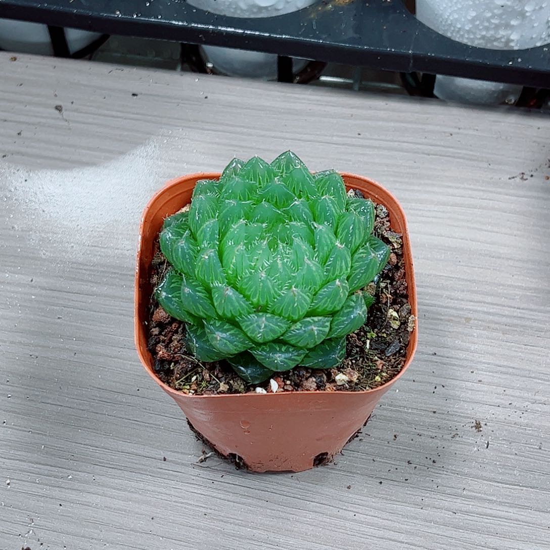 翠云玉露一勿一拍