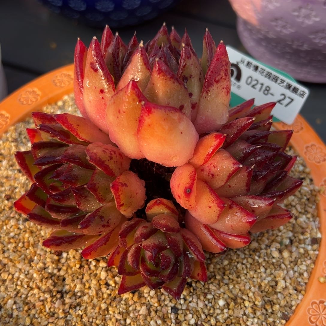 从前慢多肉精选编号0218.27