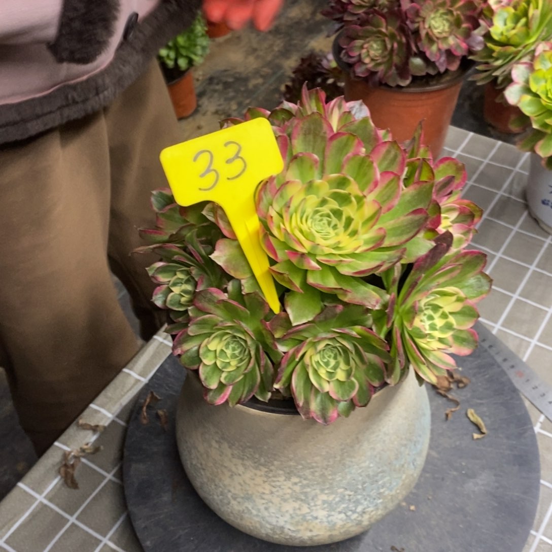 红陶j****许33号海王一物一拍