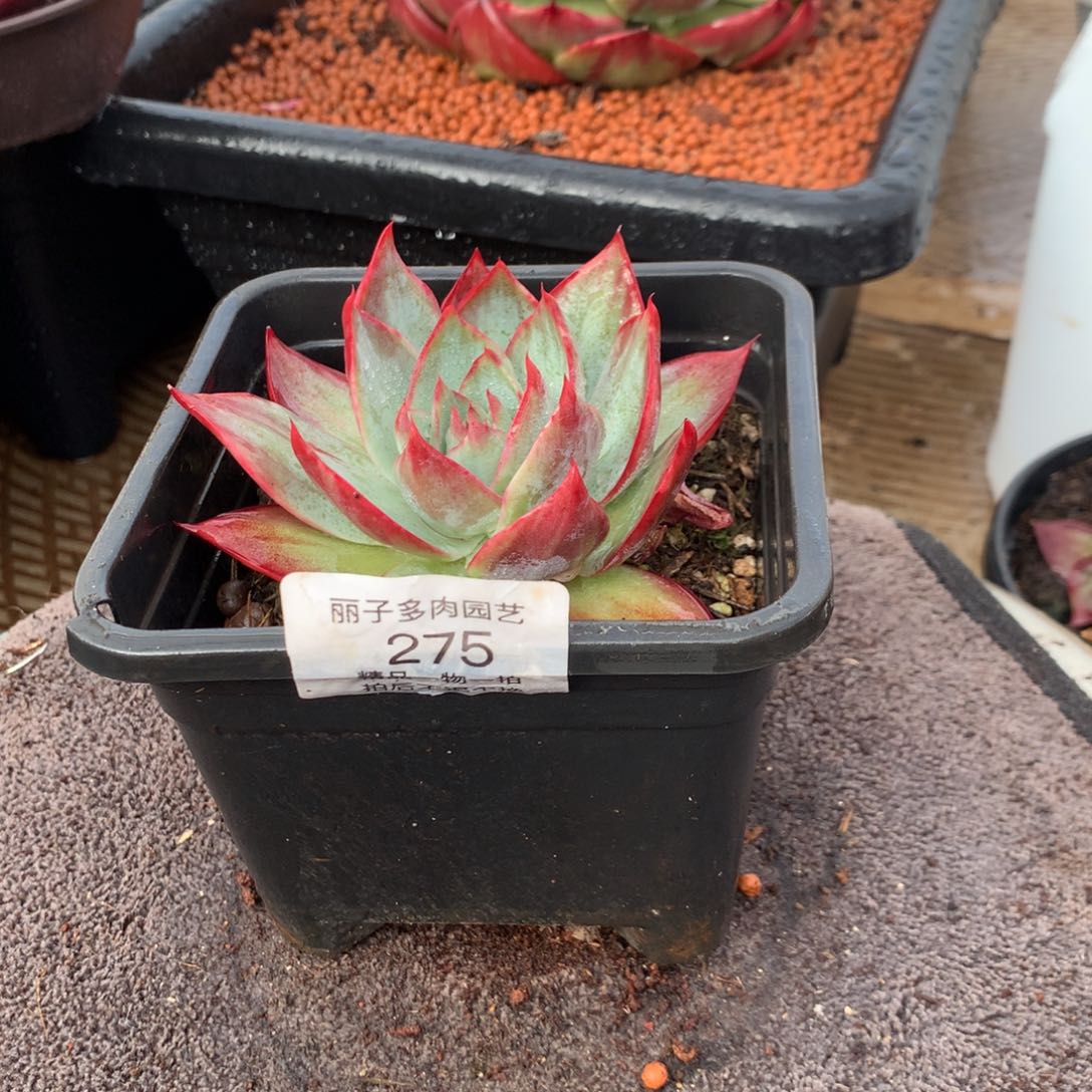 M*275惊鸿双拉丝。尺寸10。多肉植物