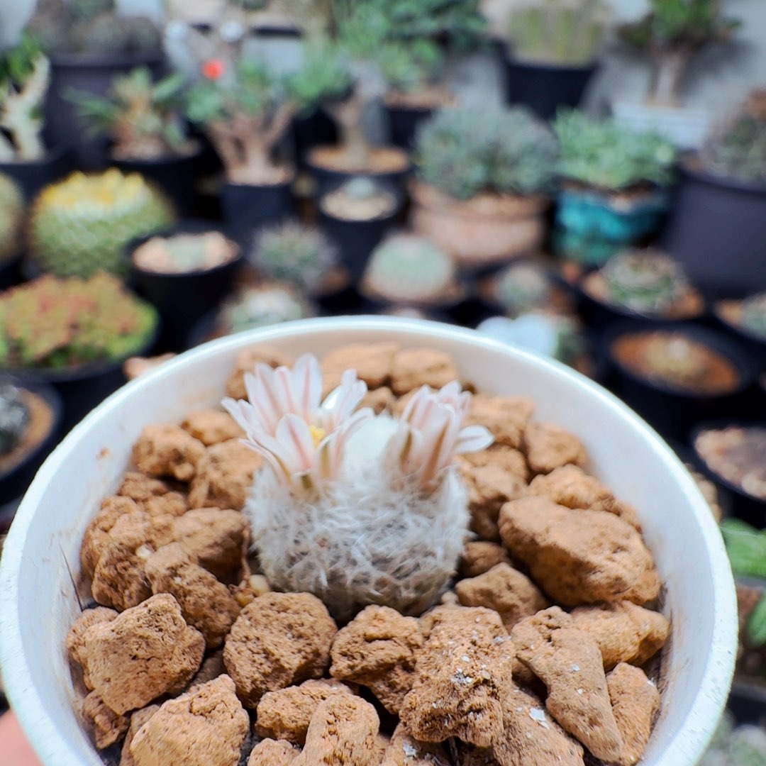 231实生羽姬玉仙人球