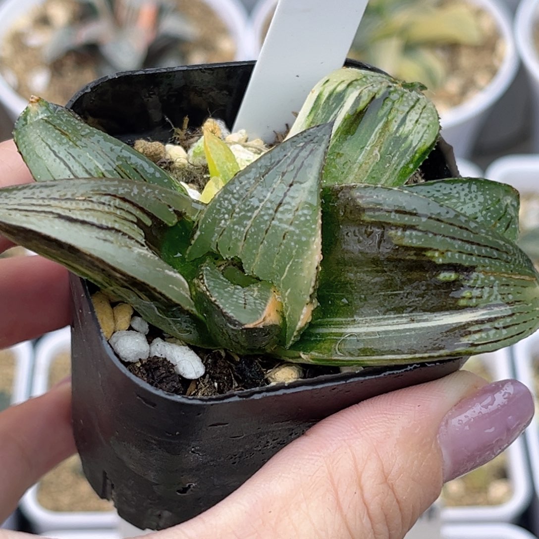 35茜云芭提雅锦带仔福利专场