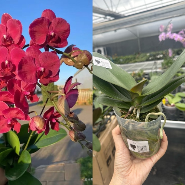 拉菲3.0寸蝴蝶兰花苗 蜡质花