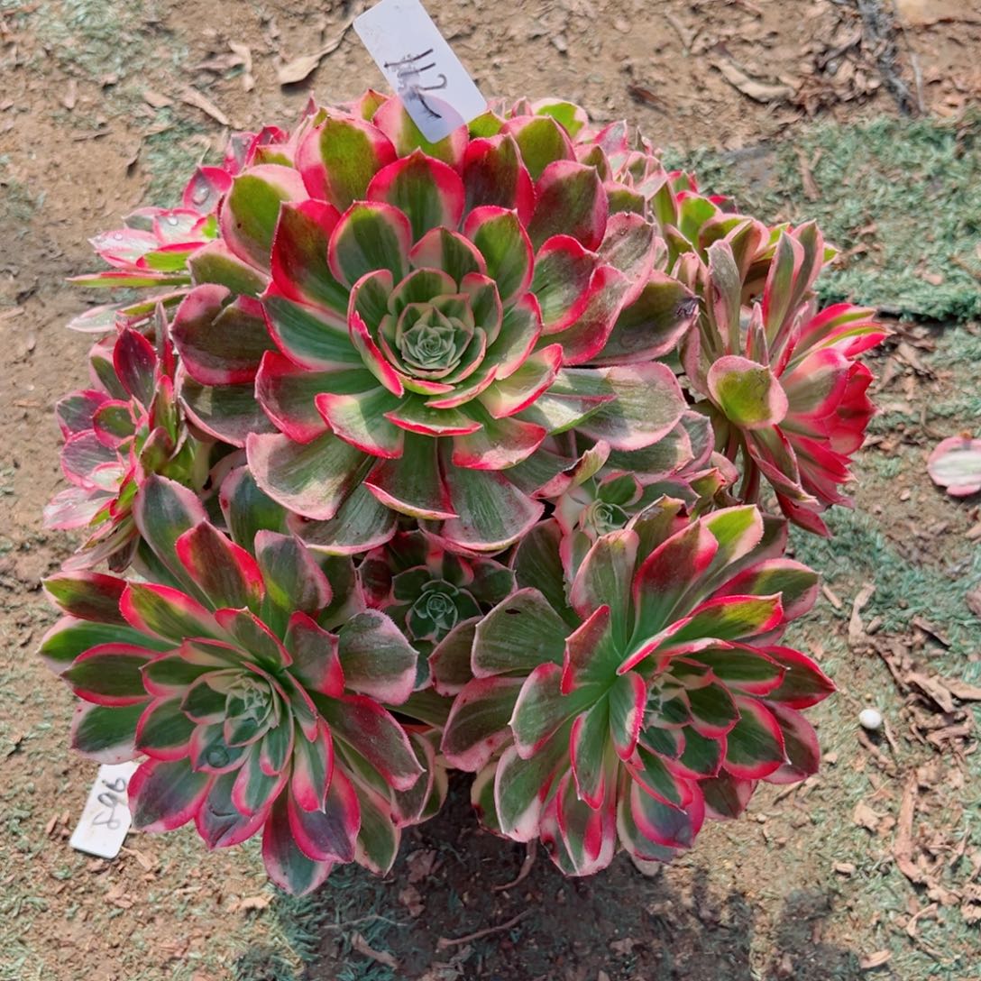 112玉芙蓉多肉法师