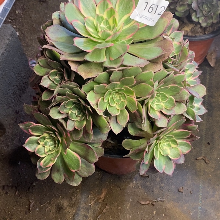 海王多肉断头不包1612