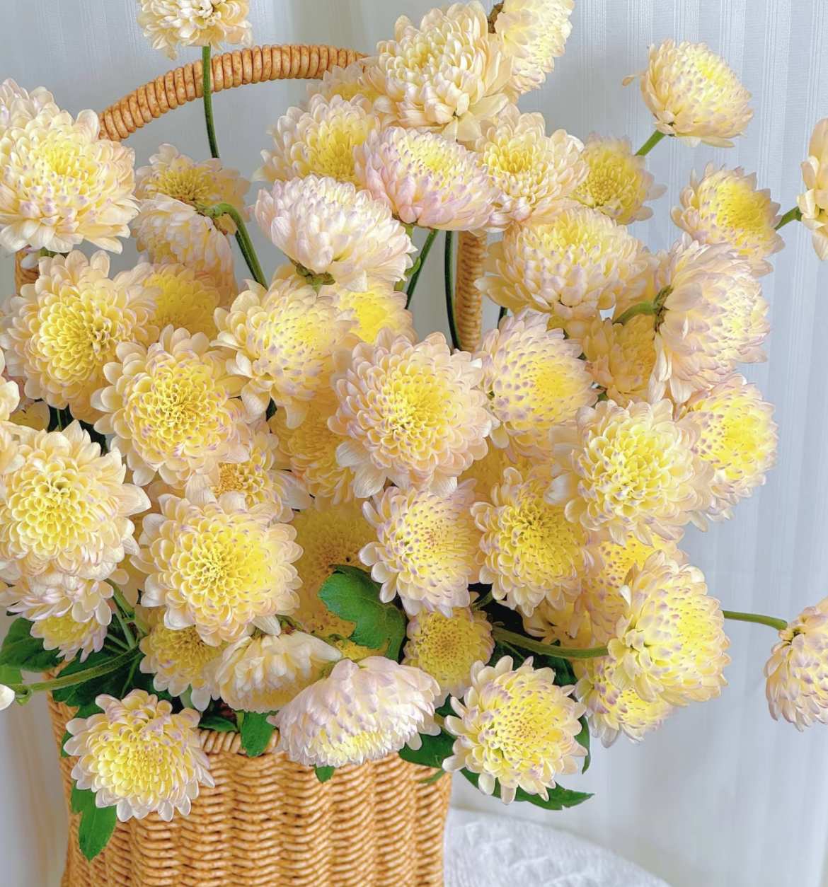 【宝莲灯小菊10支】（2单顺丰包邮）