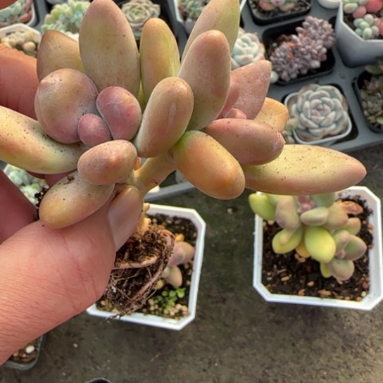 175芒果奶一物一拍多肉