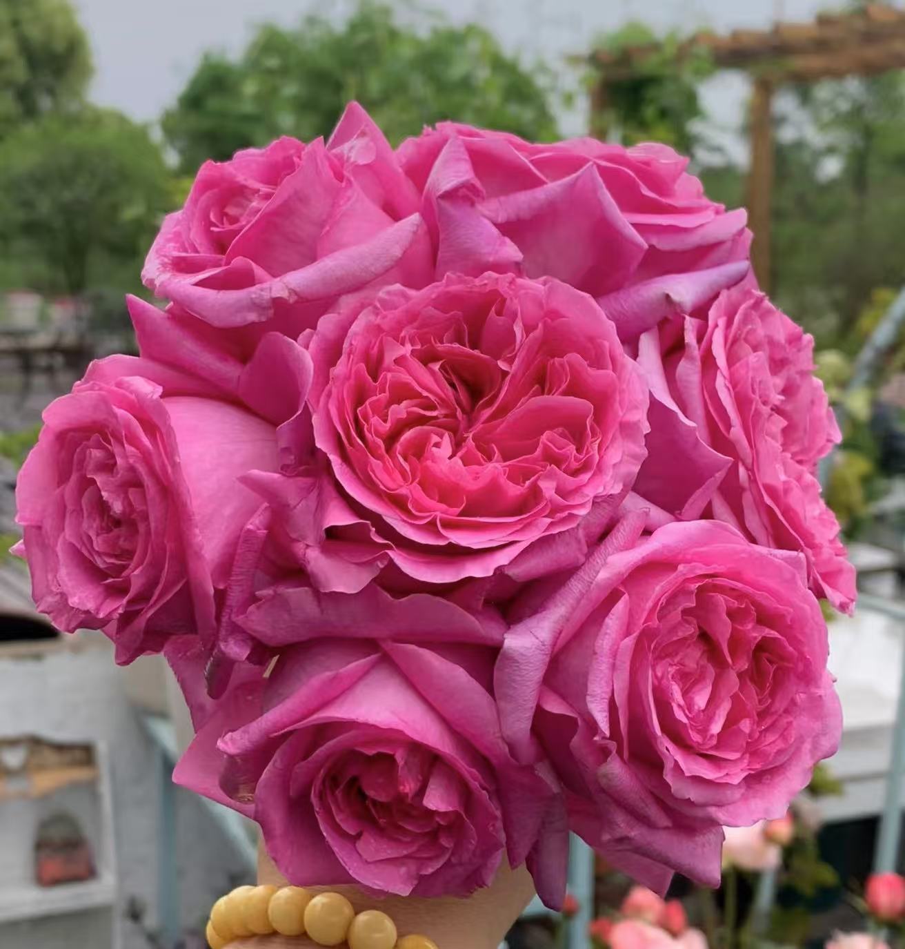 特拉方特中苗  四季灌木月季