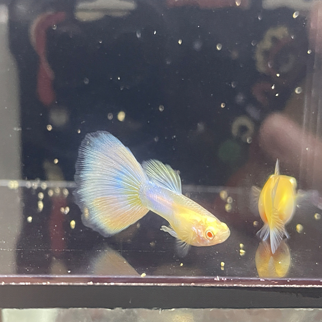 天使彩虹孔雀鱼小型热带鱼仙女鱼