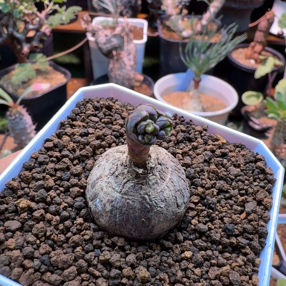 玫瑰大戟738 仙人掌