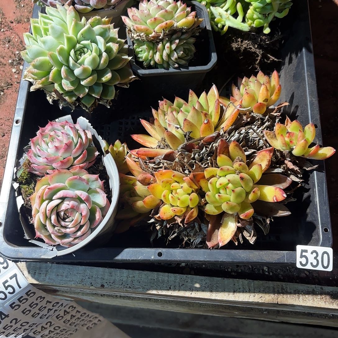 多肉植物宽拍530号