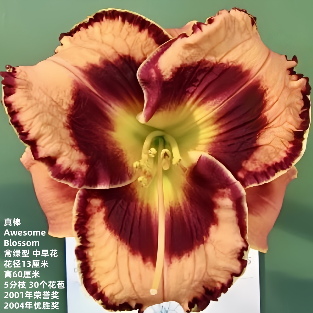 进口花卉绿植盆栽大花萱草真棒庭院花园多年生宿根花境植物
