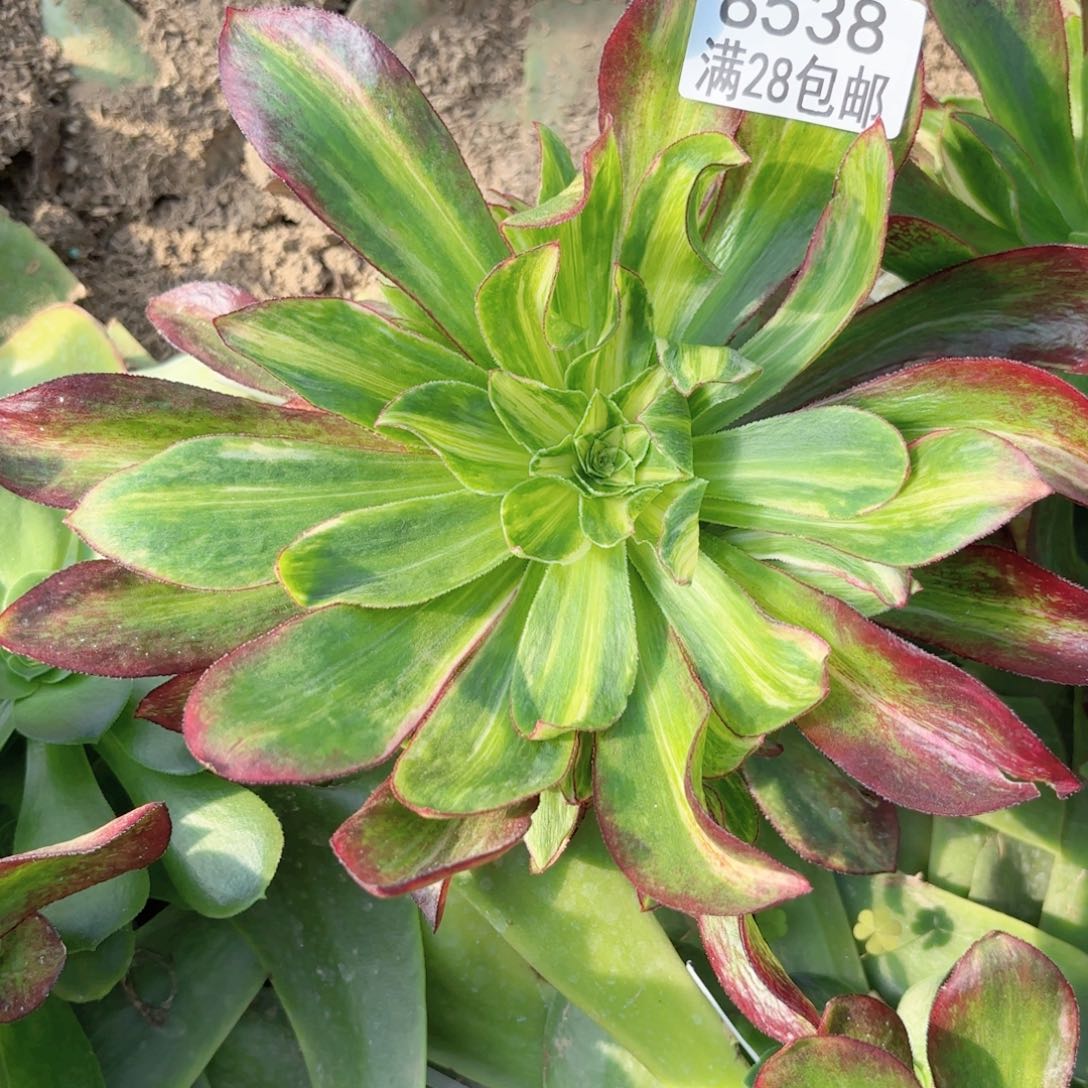 E. 8538魅影斑点彩多肉