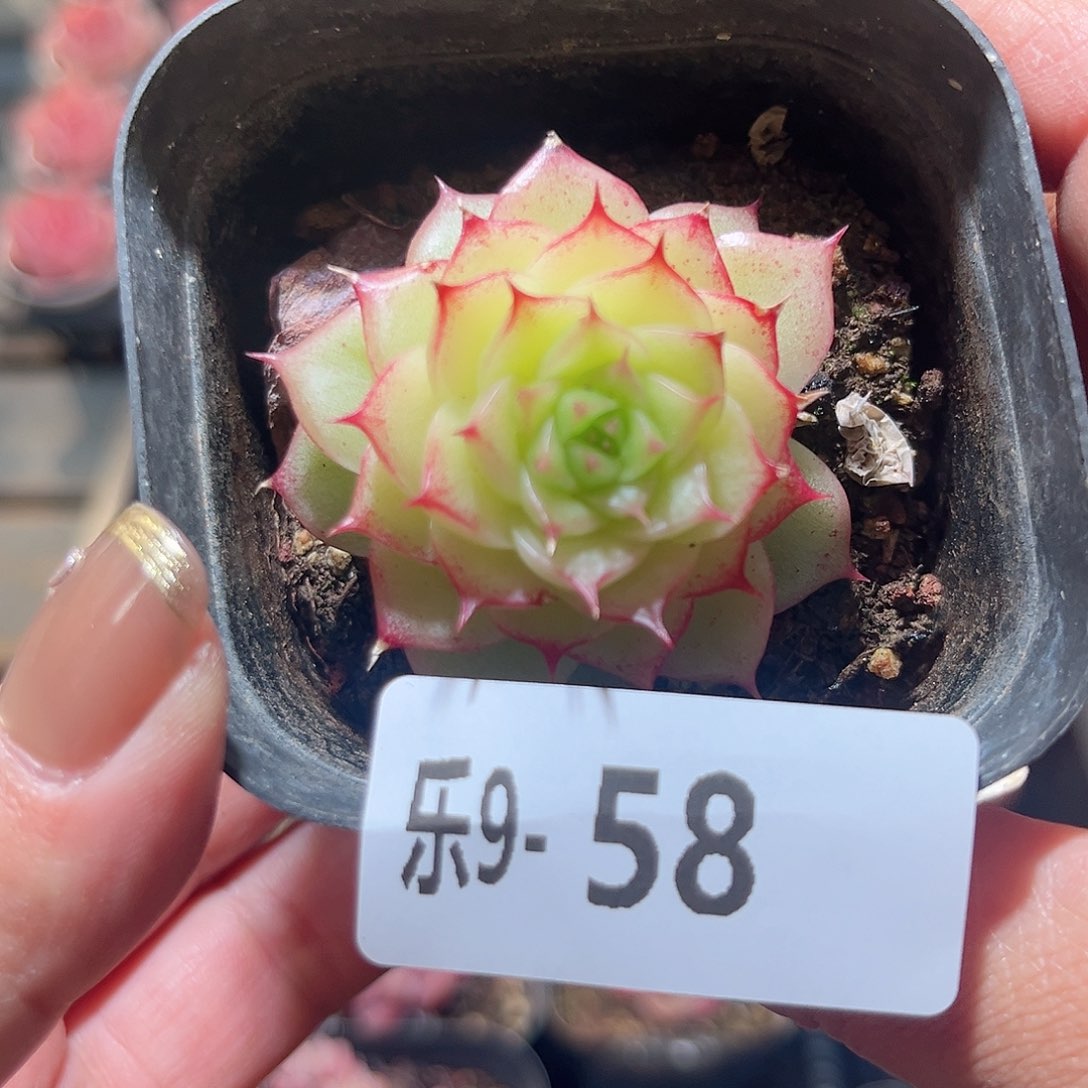 乐9-58 麦秆单头 