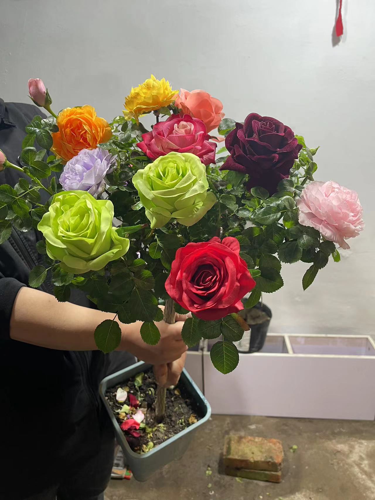 【一物一拍】多彩月季花