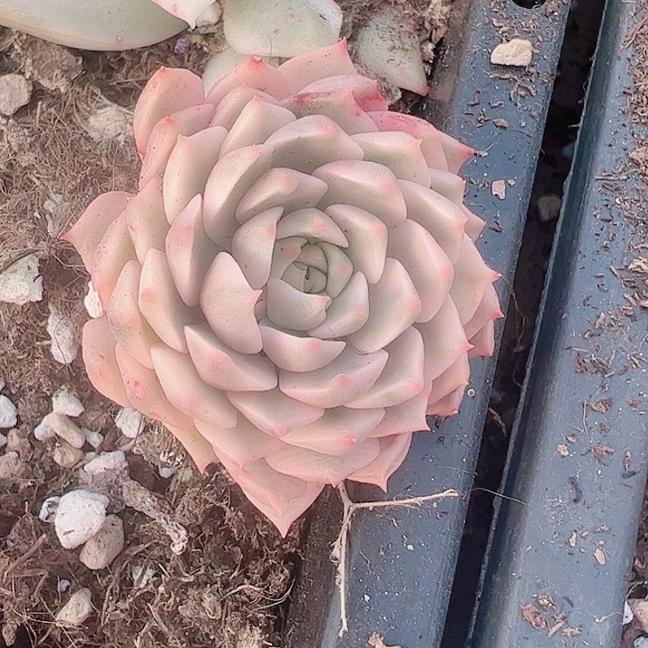 锦**s多肉植物多肉植物