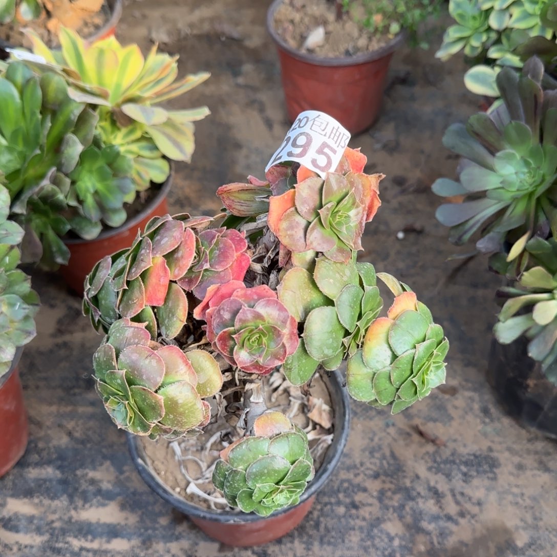 金缕295满20包邮断枝不包