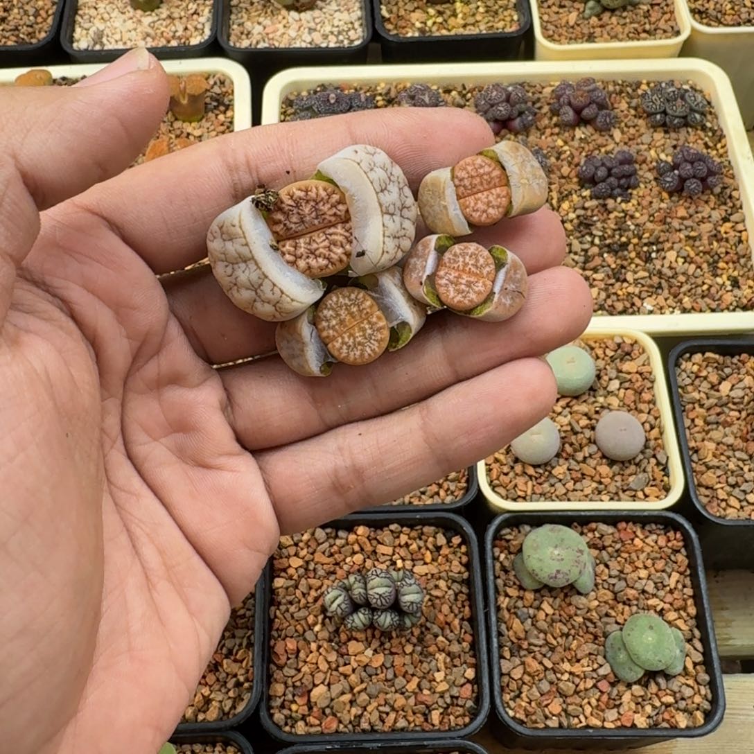 果***哟云缦精品番杏7.9山脉拿铁