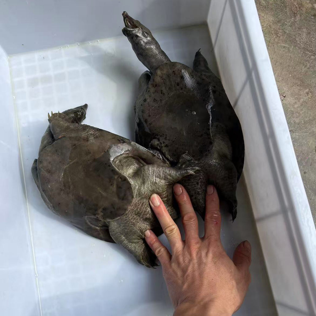 生态公乌鳖甲鱼野外放养中华鳖水鱼外塘冷水甲鱼鲜活食用滋补包活