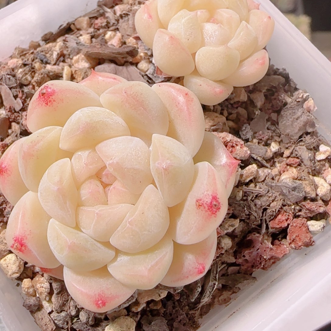 花语多肉1203-186溏心
