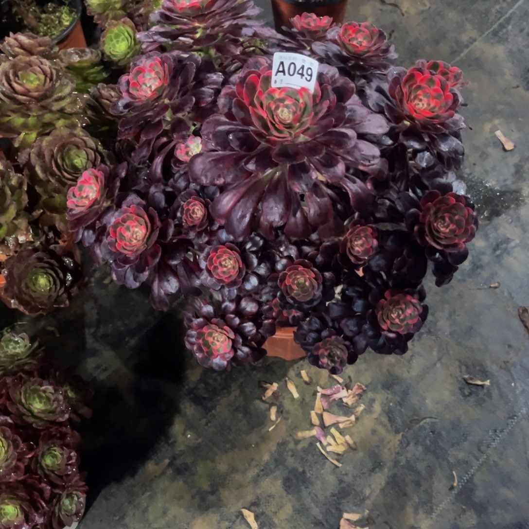 丽娜049.0000000000