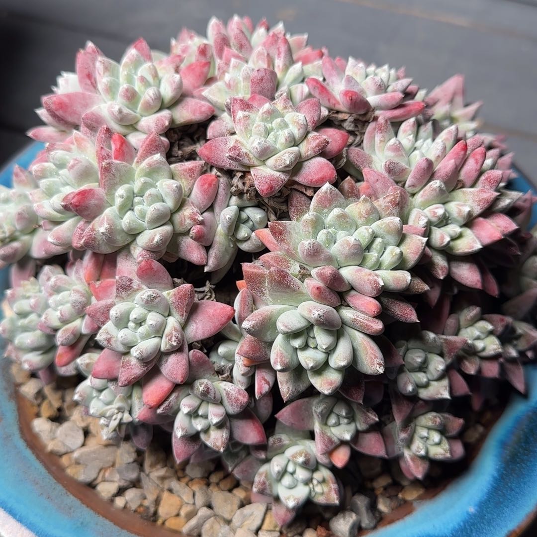 白姆老桩群生2025