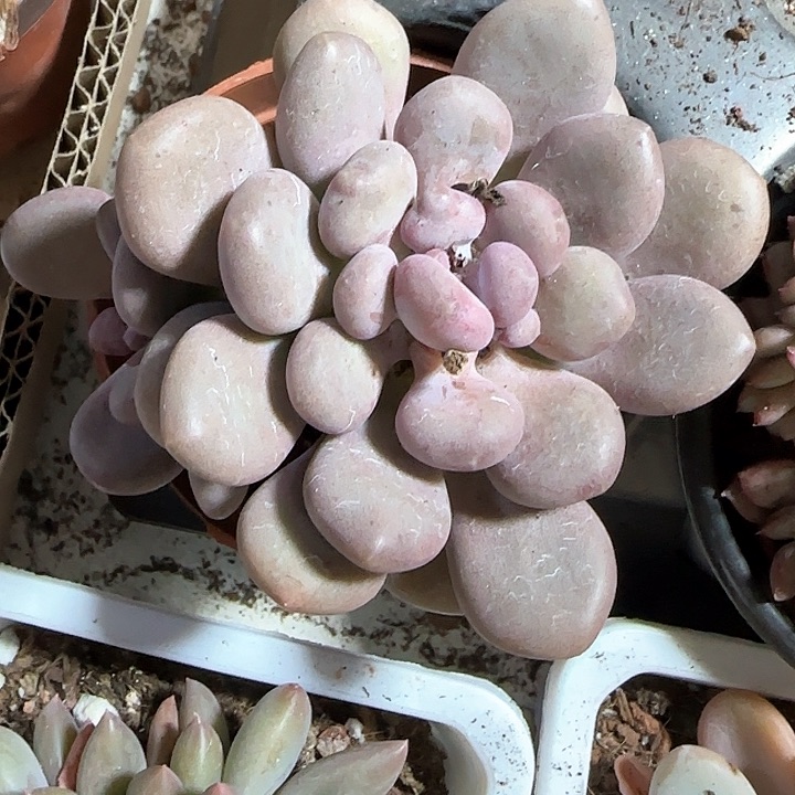 青蛙王子儿童牙膏111