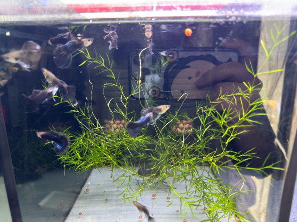 蓝礼服绒球孔雀鱼【偏远勿拍，报损提供派件2小时内开箱视频】