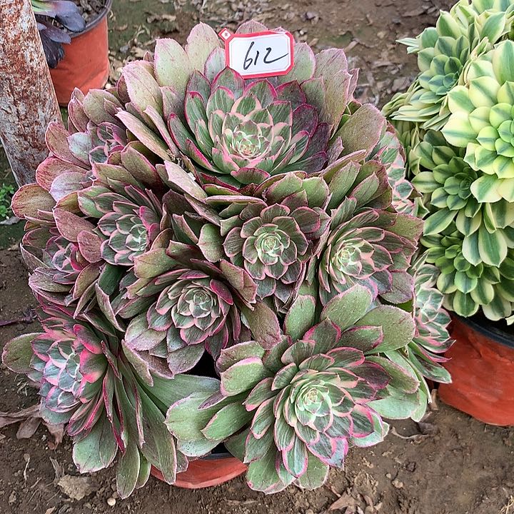 粉花妖多肉植物612