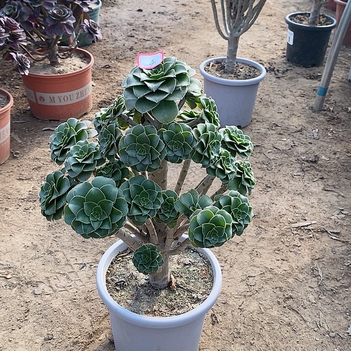 4，绿法师多肉法师多肉法师