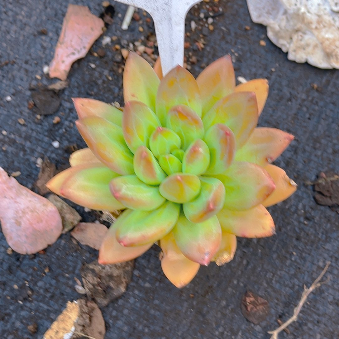 妍***妍000000000000000171