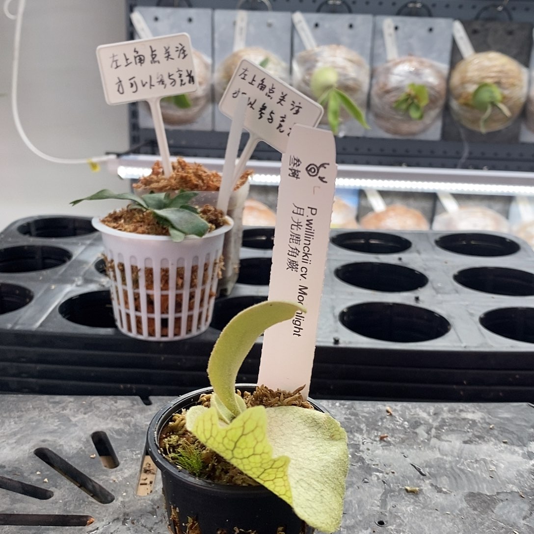 无花朵月光鹿角蕨