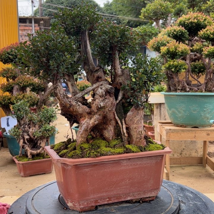 花***妳无花朵他俩不是同一个人