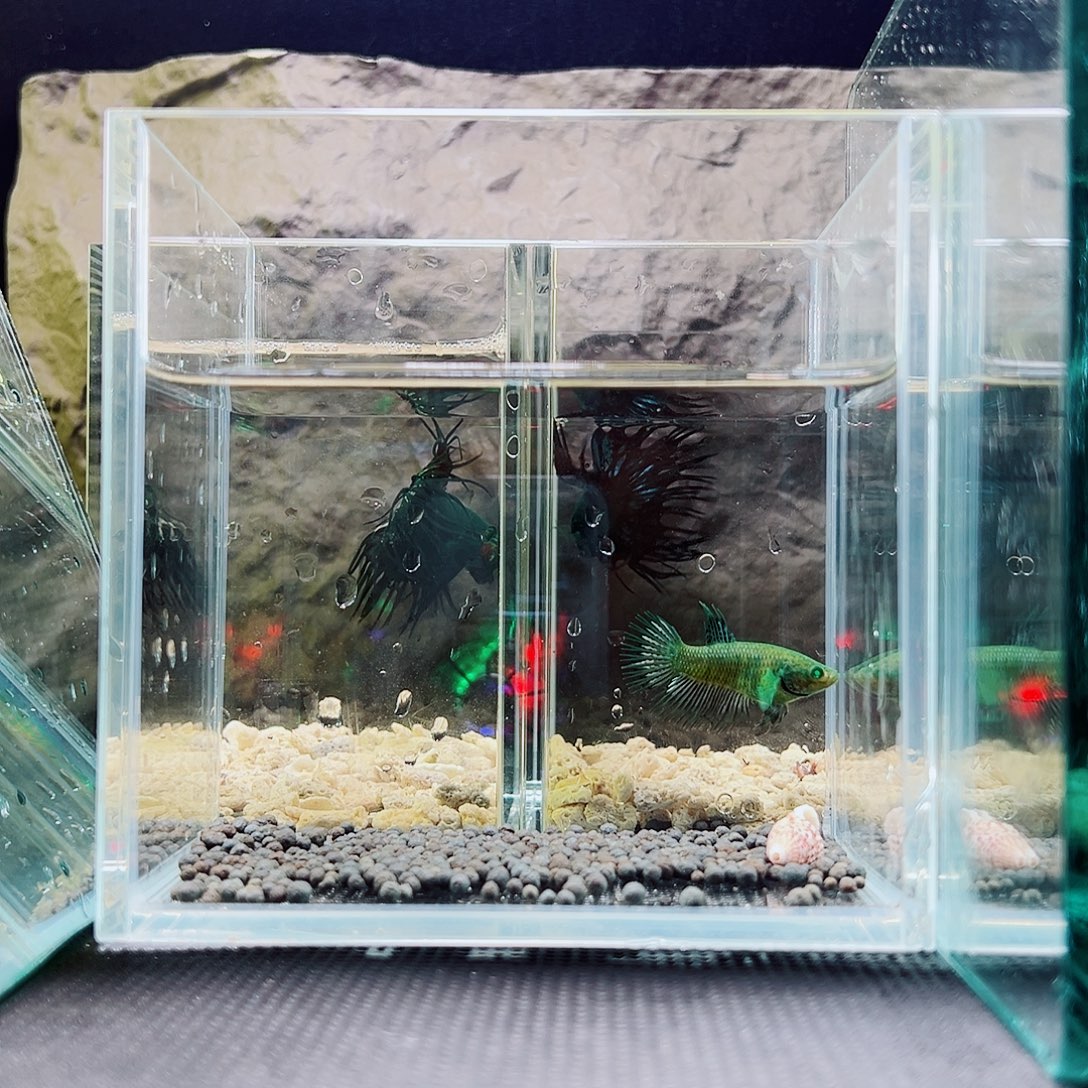 斗鱼精品精品精品精品