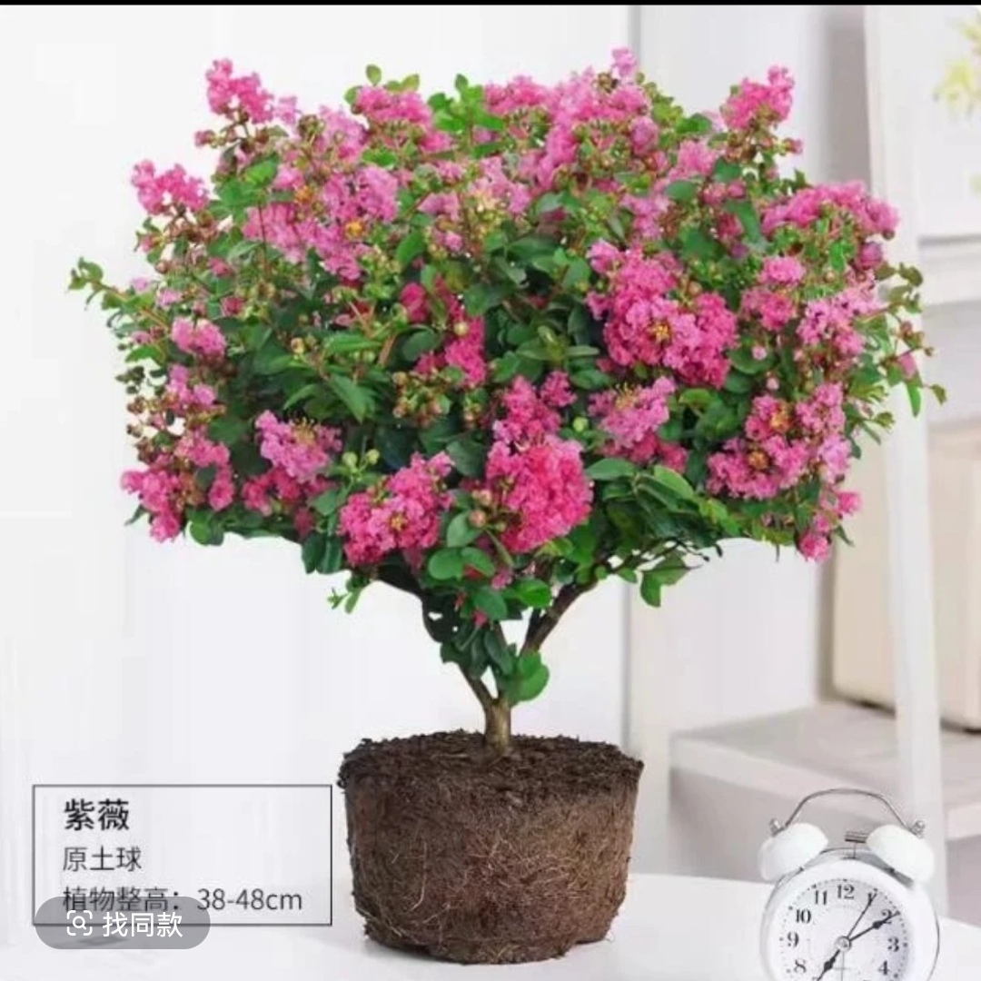 贵妃球紫薇花盆栽耐热耐寒四季好养适合室内阳台庭院的绿植