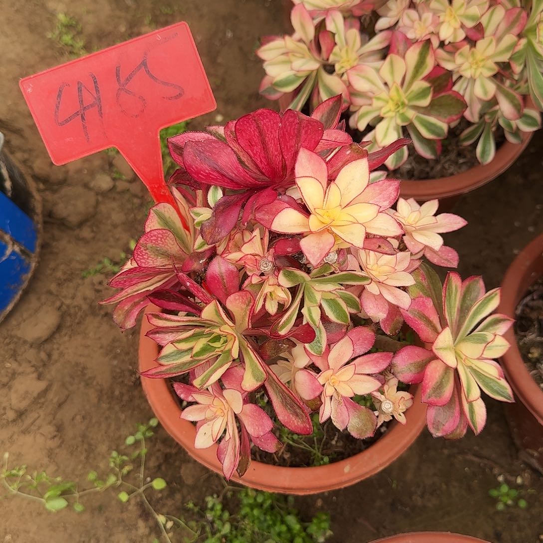 4185魅影母本多肉法师