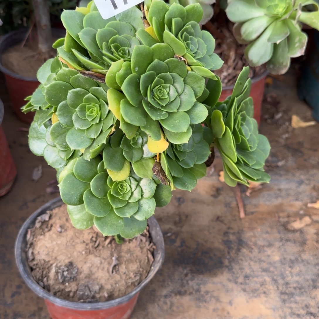 绿羊绒多肉171满28包邮断枝不包