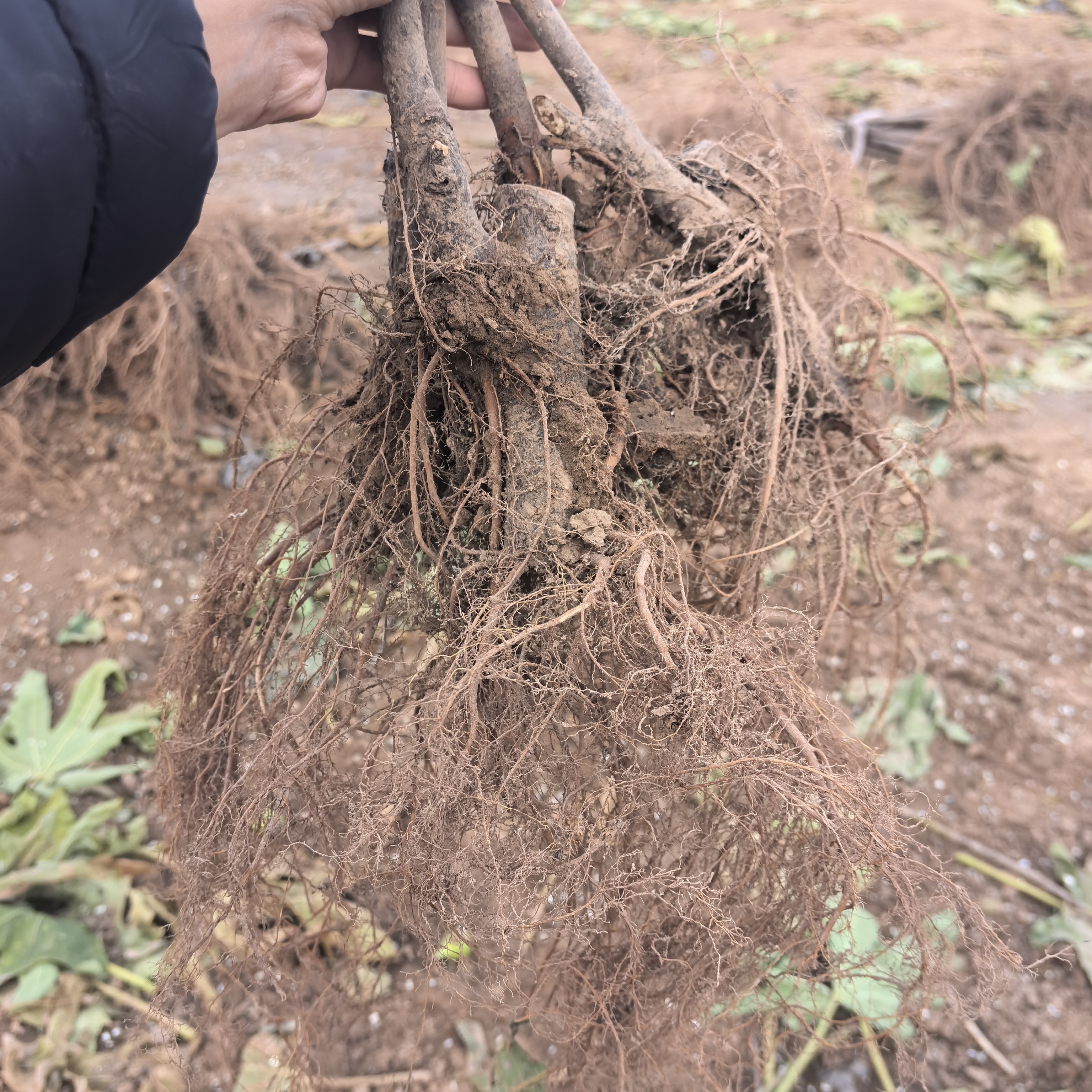 芭劳奈 波姬红 无花果树果苗当年结果矮化老桩适合南北方庭院种植
